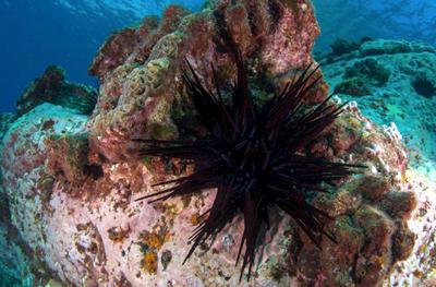 Centrostephanus rodgersii has moved into the waters of Tasmania leading to large-scale community change